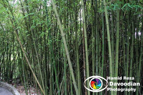 Tree Bamboo