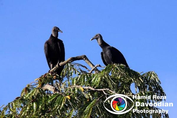 Birds in Amazon River