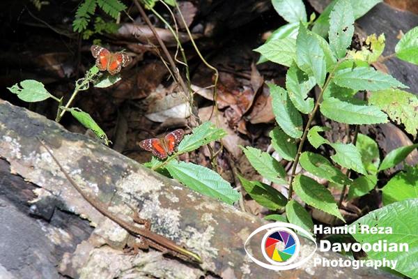 Lizard in Amazon River & Jungle