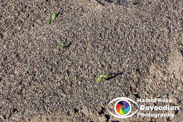 Varzaneh Desert, Isfahan, Iran