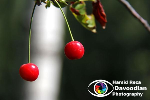 Cherries
