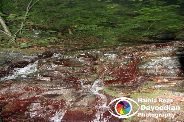 Spring in Matash Jungle 