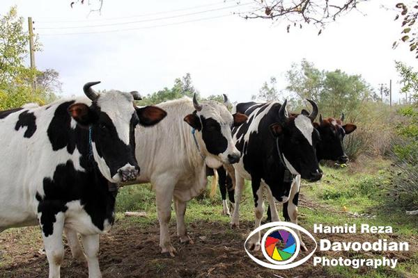 Some Cow iin Ashoradeh Island